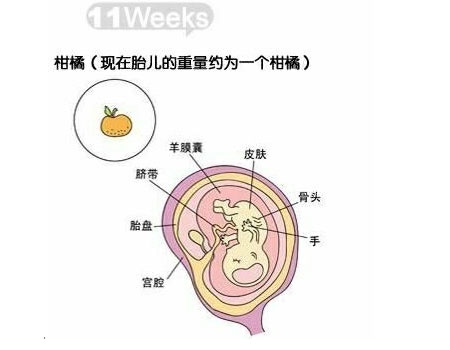 【怀孕十一周】怀孕11周胎儿图_孕妇症状及注
