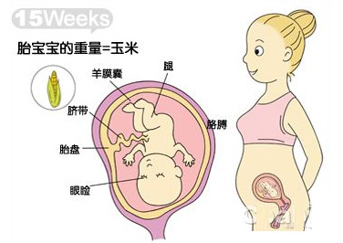 【怀孕十五周】怀孕15周胎儿图_孕妇症状及注