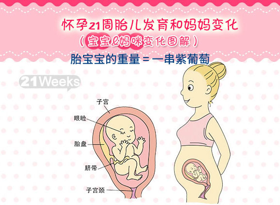 怀孕二十一周胎儿图