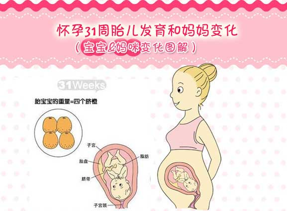 怀孕三十一周胎儿图