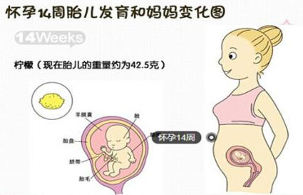 怀孕十四周胎儿图
