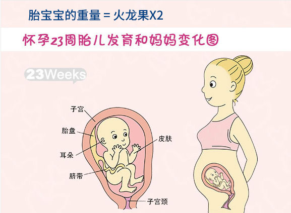 怀孕二十三周胎儿图