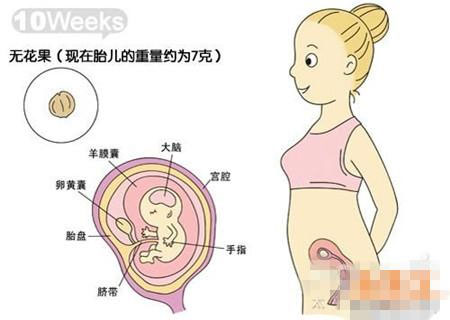 怀孕十周胎儿图