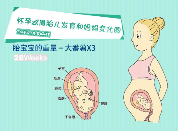 怀孕二十八周胎儿图