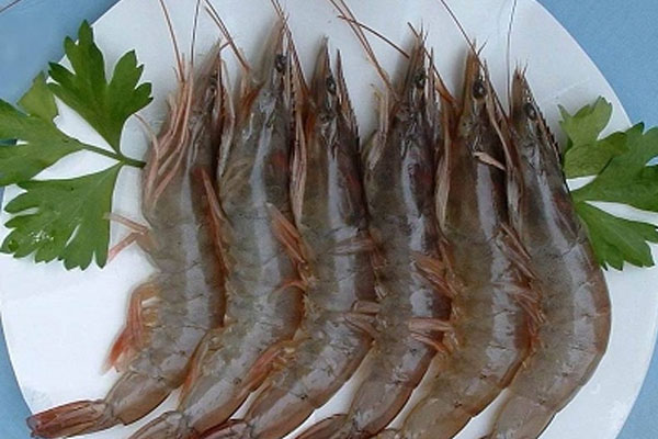 孕妇可不可以吃对虾？对虾的营养有哪些？