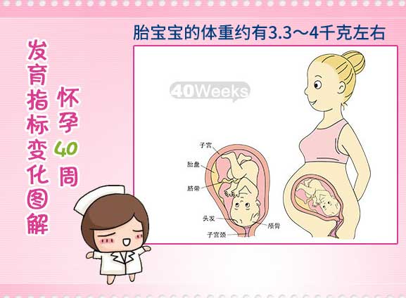 怀孕四十周胎儿图