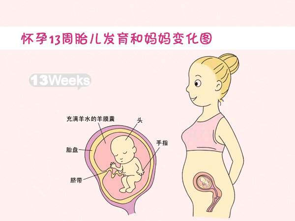 【怀孕十三周】怀孕13周胎儿图_孕妇饮食要点