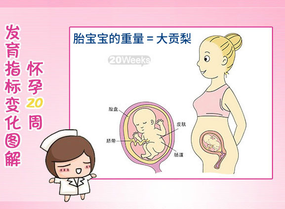 怀孕二十周胎儿图