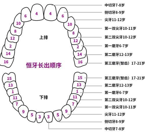 换牙顺序图