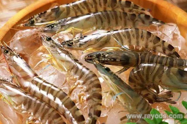 怀孕的人可以吃基围虾吗