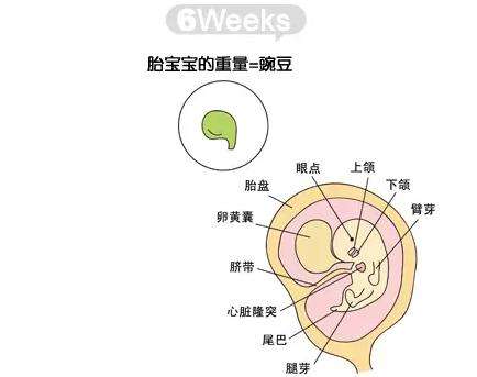 怀孕六周胎儿图
